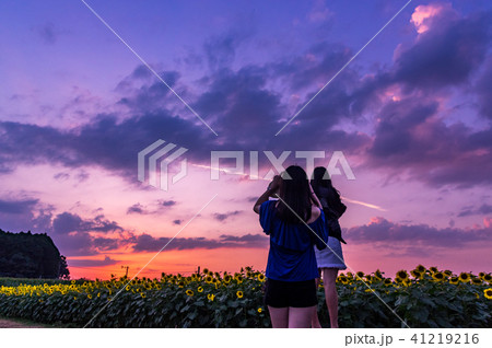 ひまわりの約束 ひまわりの約束 41219216