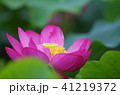 蓮 41219372