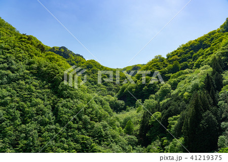 群馬県上野村 山 緑(5月) 群馬県上野村 山 緑(5月) 41219375