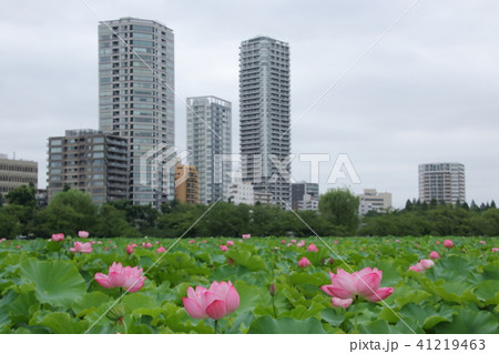 上野不忍池の花蓮 41219463