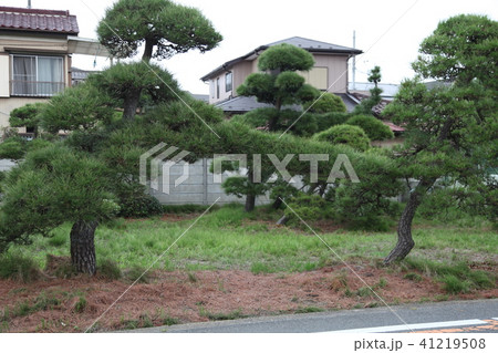 川口市安行 川口市安行 41219508