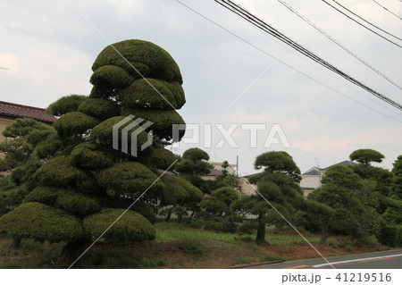 川口市安行 川口市安行 41219516