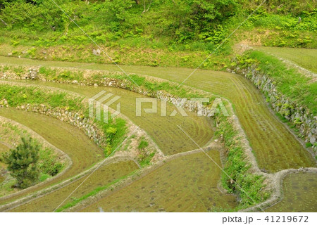 棚田 41219672