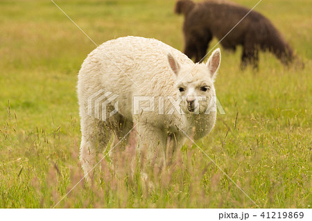 Alpaca baby over green glass field 41219869