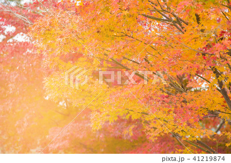 Maple tree autumn season multiple colour 41219874