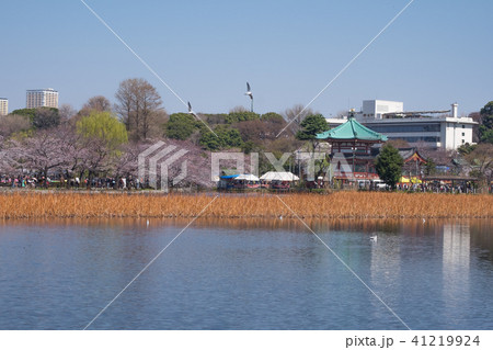 Ueno Park Ueno Park 41219924