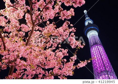 東京スカイツリーと河津桜のライトアップの写真素材