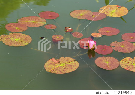 睡蓮咲く公園 睡蓮咲く公園 41219949