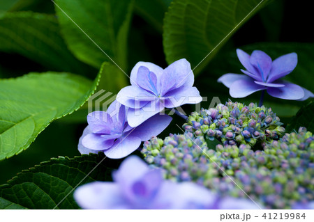 ガクアジサイ あじさい 紫陽花 八重咲きの写真素材