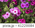 フロックス、ドラモンディミックス 41220084