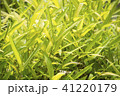 ニッコウザサ 41220179
