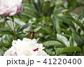 スズメバチと芍薬の花 41220400