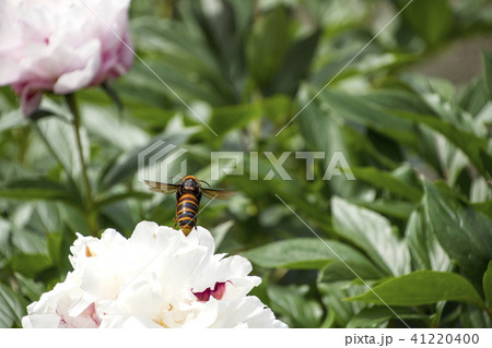 スズメバチと芍薬の花の写真素材