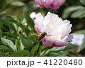 スズメバチと芍薬の花 41220480