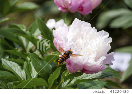 スズメバチと芍薬の花 スズメバチと芍薬の花 41220480