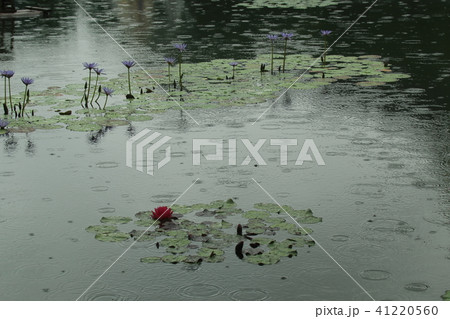 雨の睡蓮咲く公園 41220560