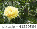 黄色い芍薬の花　バートゼラ 41220564