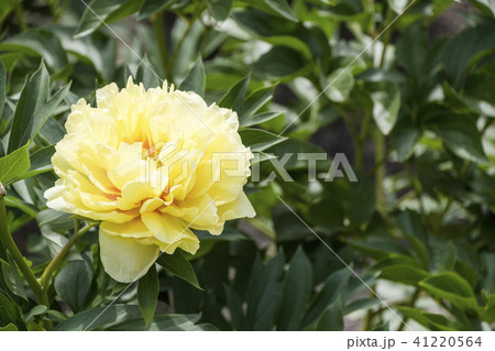 黄色い芍薬の花 バートゼラ 黄色い芍薬の花 バートゼラ 41220564