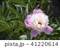 ピンクと白の芍薬の花 41220614