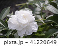 白い芍薬の花　白妙 41220649