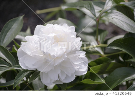 白い芍薬の花 白妙 白い芍薬の花 白妙 41220649