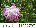 ピンクの芍薬　マイフリューリ 41220797