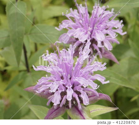 ピンク桃色花03 ピンク桃色花03 41220870