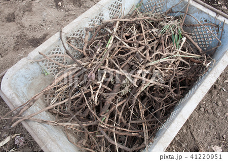 駆除したやぶからし 41220951