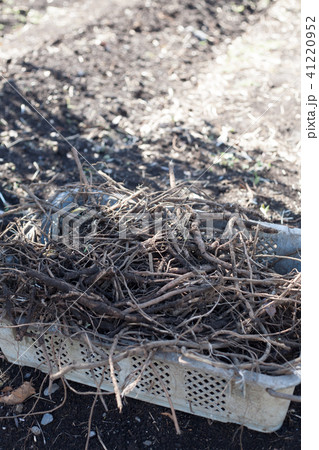 駆除したやぶからし 41220952