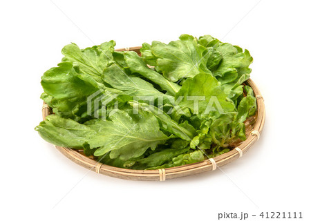 大葉春菊 大葉春菊 41221111