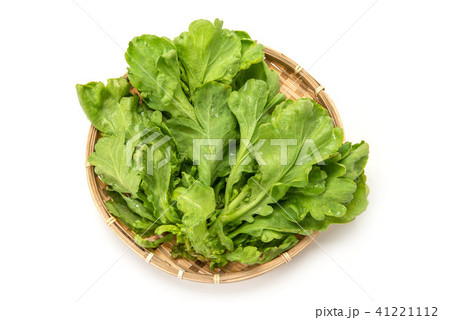 大葉春菊 41221112