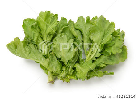 大葉春菊 大葉春菊 41221114