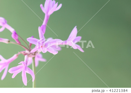 ツルバキア 41221384