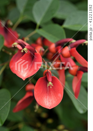 マルバデイゴ 41221392