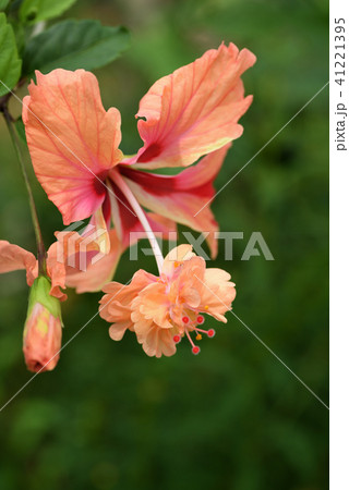 ハイビスカス（チェリー） 41221395