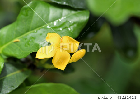 イクソラ・サンキスト イクソラ・サンキスト 41221411