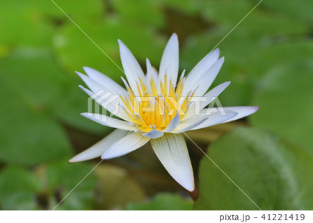 熱帯スイレン（ドーベン） 41221419