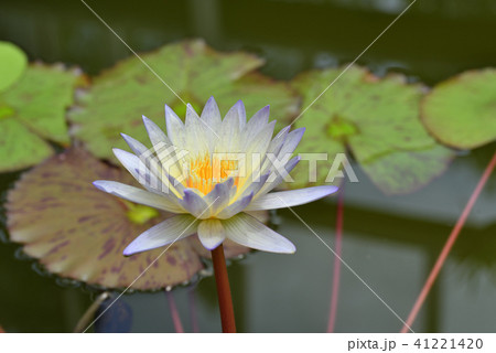 熱帯スイレン（グリーン・スモーク） 41221420