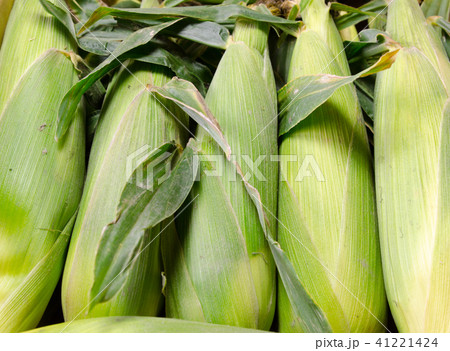 トウモロコシ 41221424