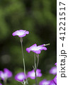ムギセンノウの花 41221517