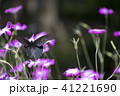 黒アゲハとムギセンノウ 41221690