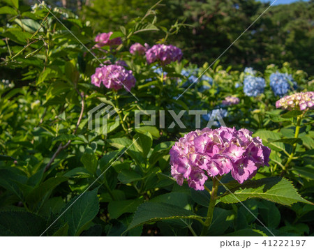 【伊豆】遊歩道に咲く紫陽花【修善寺虹の郷】 【伊豆】遊歩道に咲く紫陽花【修善寺虹の郷】 41222197