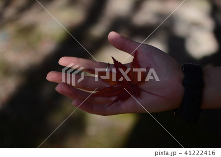 紅葉と手 41222416