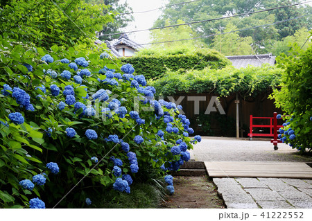 紫陽花　水戸八幡宮　茨城県水戸市 41222552