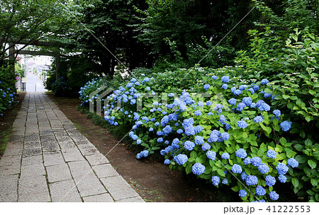 紫陽花　水戸八幡宮　茨城県水戸市 41222553