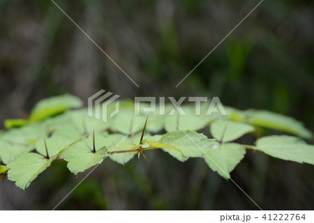 タラノキの刺 41222764