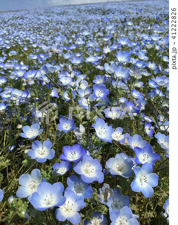 空色の花畑 41222826