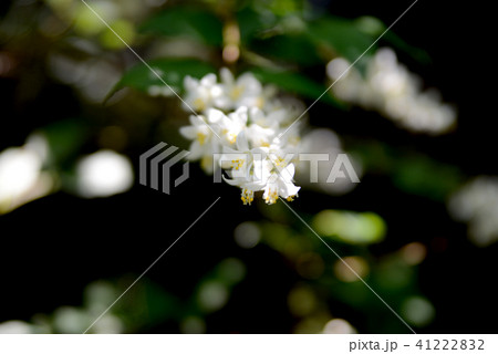 卯の花 41222832