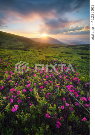 Flowers on the mountain field during sunrise Flowers on the mountain field during sunrise 41223002