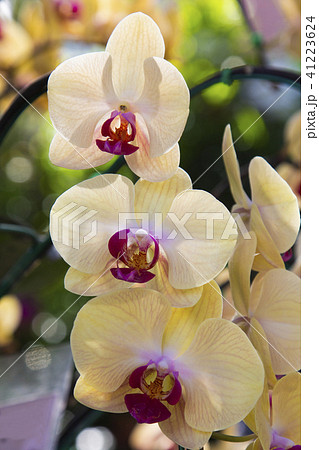 Orchid flower in garden from Thailand 41223624